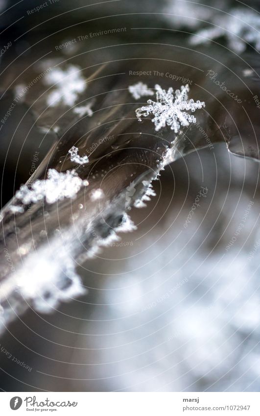 Perfect, these artworks of nature Nature Winter Ice Frost Snow Exceptional Gigantic Cold Small Hope Humble Surprise Snowflake Ice crystal Diminutive Symmetry