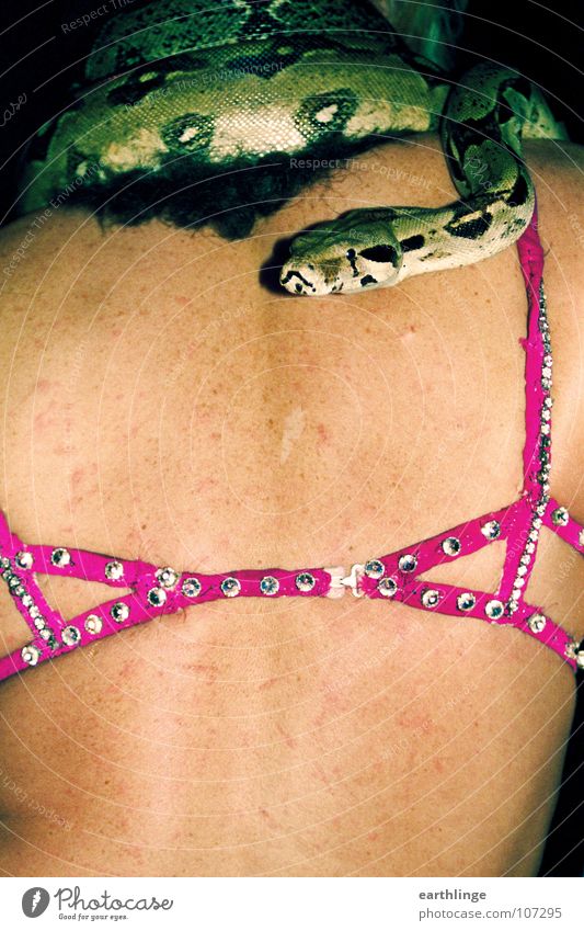 Don't trust the snake! Portrait format Bra Pink Green Reptiles Shock of hair Flash photo Dangerous Pattern Snake skin Circus Peace Colour photo Rivet Back choke