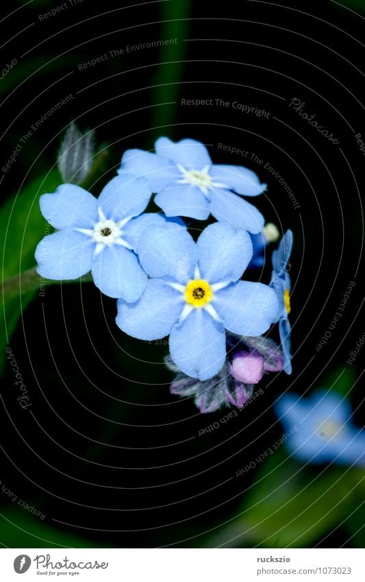 Forget-me-not swamp, Myosotis palustris Summer Nature Plant Flower Blossom Blossoming Free Blue Black sylvatica Boraginaceae Summerflower garden flowers Botany