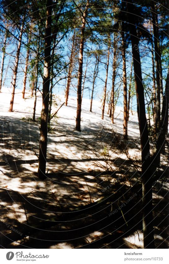 shadow play Tree Forest Light Shadow