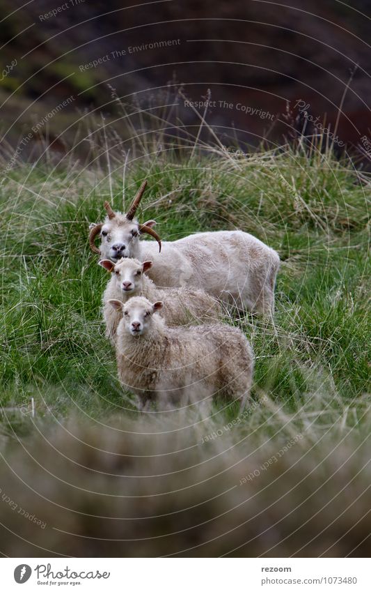 Island - Schafe Nature Animal Summer Meadow Farm animal Sheep 3 Animal family Looking Stand Brown Green Friendship Together Surprise Family & Relations