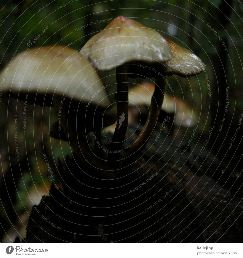 mushroom head Poison Edible To enjoy Death Disastrous Collection Mushroom picker Mushroom soup Growth Expel Damp Forest walk Macro (Extreme close-up) Near