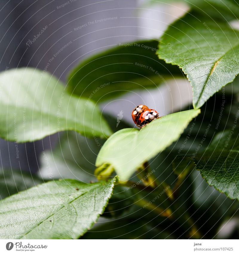 Spring fever II Ladybird Summer Red Black Green Animal Shoot hemispheric airworthy beetle Point