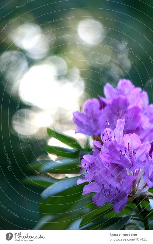 Glittering Silver Guillemot Flower Violet Green Light Summer Joy Evening