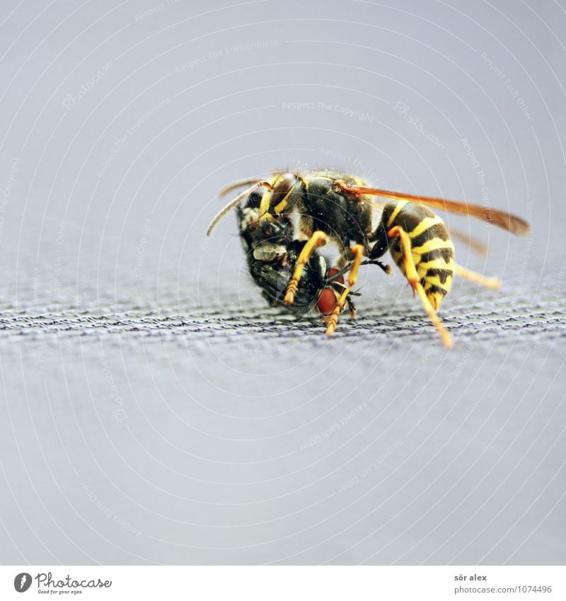 devour sb./sth. Animal Fly Wasps Aggression Strong To feed Foraging Struggle for survival Colour photo Exterior shot Macro (Extreme close-up) Deserted