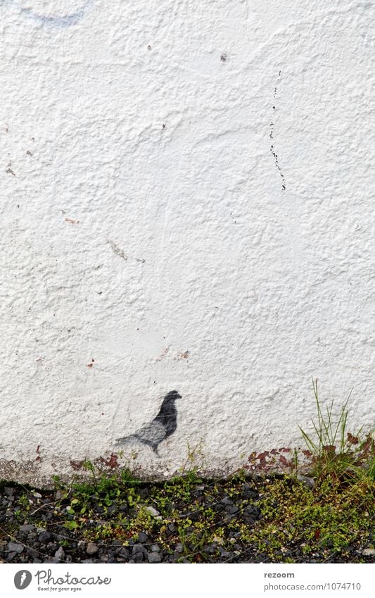 dove Grass Meadow Wall (barrier) Wall (building) Pigeon 1 Animal Graffiti Gray Green White Loneliness Discover Environment Colour photo Exterior shot Detail