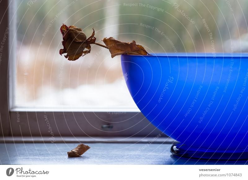 As time goes by... Still Life Flower Bowl Old To fall Faded To dry up Esthetic Blue Moody Humble Sadness Concern Grief Senior citizen End Death Transience Lose