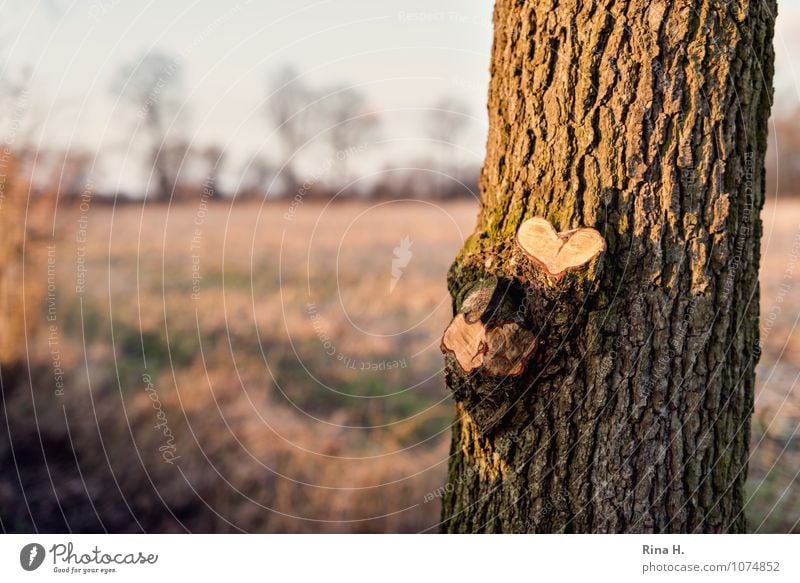 Heartfelt Winter Nature Landscape Horizon Beautiful weather Tree Meadow Natural Emotions Love Tree trunk Sincere Branch Colour photo Exterior shot Deserted