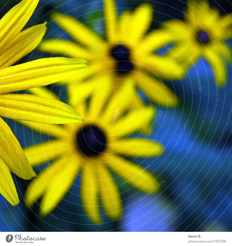 Corner Gaudy Multicoloured Two-tone Yellow Blue-yellow Flower Blossom Plant Bouquet Valentine's Day Salutation Blossom leave Depth of field Joy Colour Sunhat