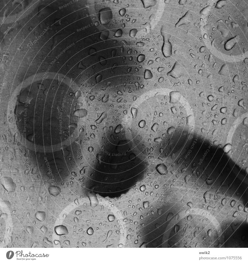 low pressure area Drops of water Bad weather Rain Leaf Birch leaves Dark Wet Round Gloomy Moody To console Patient Calm Sadness Protection Umbrella Cloth Circle