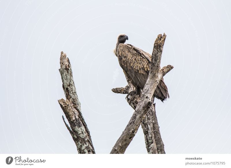 Among Vultures #2 Bird Brown Africa South Africa Krueger Nationalpark Treetop Subdued colour Copy Space left Animal portrait Looking back