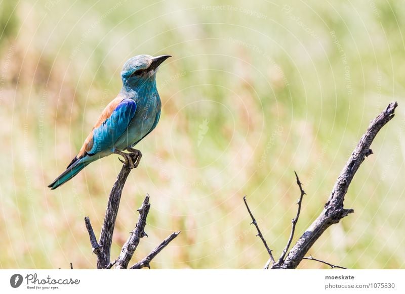 Rackbird #3 Animal Beautiful weather Bird Multicoloured Africa South Africa Krueger Nationalpark Colour photo Subdued colour Copy Space right Animal portrait