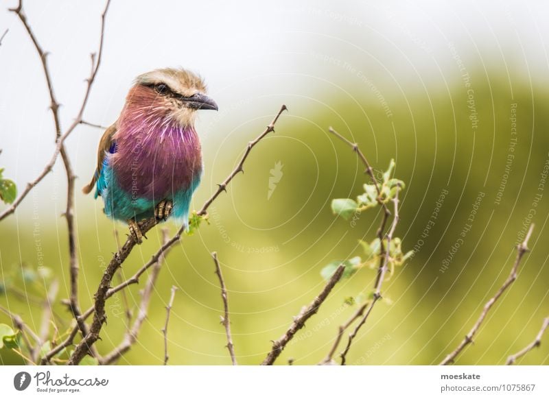 Rackbird #2 Bird Multicoloured South Africa Krueger Nationalpark Animal Colour photo Subdued colour Deserted Copy Space right Shallow depth of field