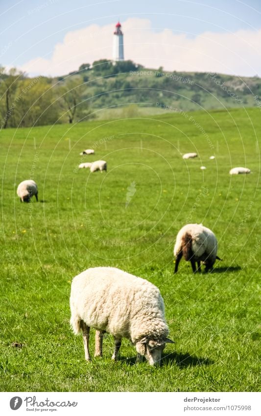 Spring idyll in front of lighthouse Vacation & Travel Tourism Trip Far-off places Freedom Environment Nature Landscape Plant Animal Beautiful weather Field Hill