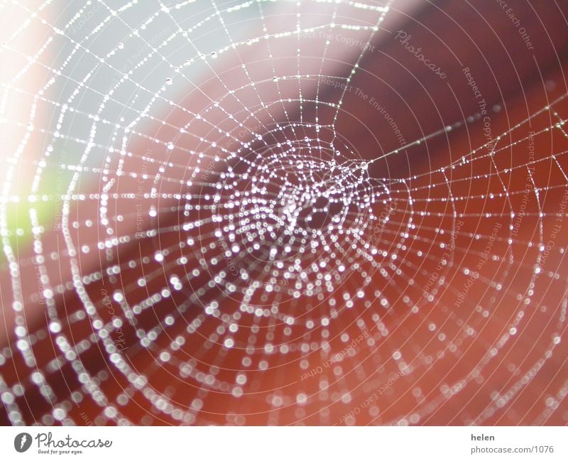 spider web by day Spider Spider's web Drops of water Rope