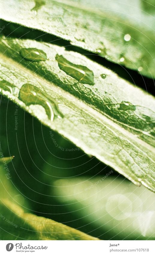 A Long Way Down Green Rain Plant Delicate Transience Summer Macro (Extreme close-up) Close-up Drops of water raindrops Nature Jane