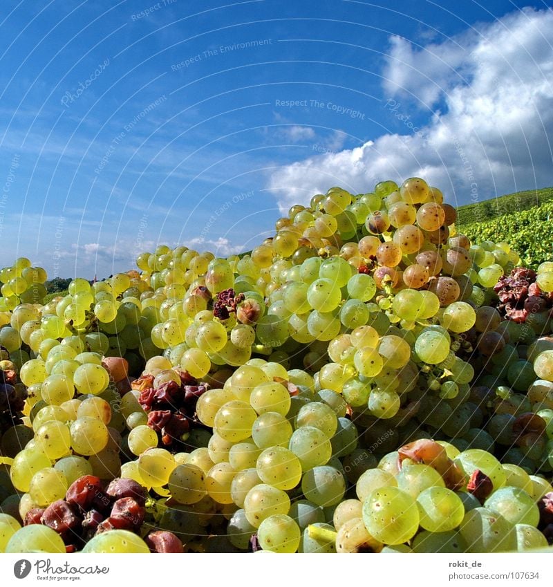 It'll be a good drop. Grape harvest Vineyard Bunch of grapes Slope Eltville Rheingau Alcohol-fueled Clouds Yellow Green Autumn Harvest Bitter Fruity