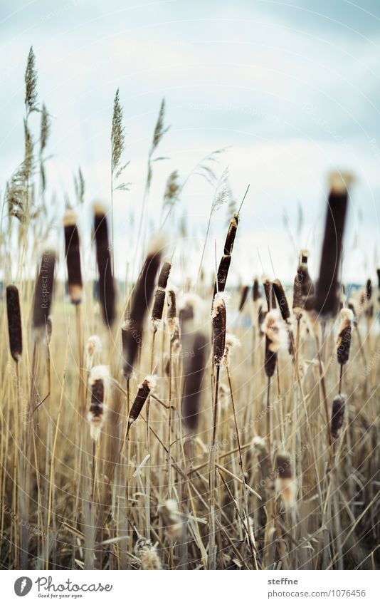 Jungle Thicket, German Version Nature Spring Winter Common Reed Coast Lakeside Blue Gold Undergrowth Colour photo Copy Space top Central perspective