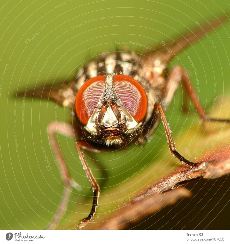 macro-fly 2 Nature Animal Fly Wing 1 Looking Disgust Green Red Black Fascinating Insect Easy Hover Compound eye Legs Hypnotic Flesh fly Frontal Dipterous