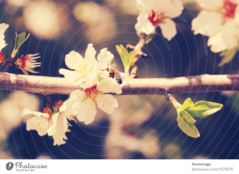 fleurs de cerisier Environment Nature Plant Beautiful Warmth Provence Cherry blossom Spring fever Bee White Orange Red Blue Twigs and branches Green Middle