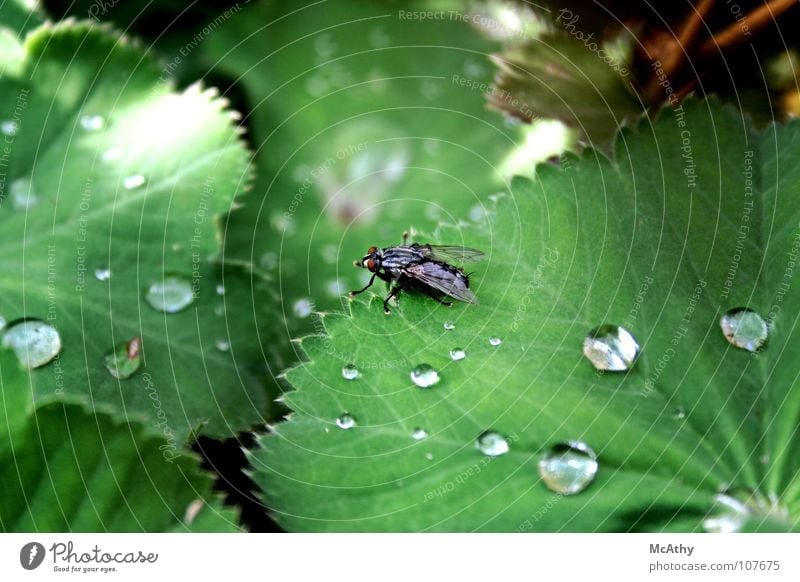 Fly and rain Leaf Rain Green Insect Drops of water Nature Macro (Extreme close-up)