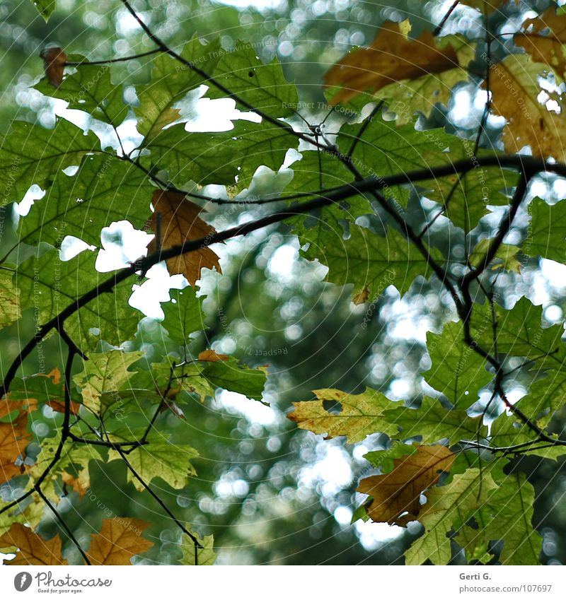 change of colour Autumn Seasons Leaf Multicoloured Green Brown Tree Insight Vista Delicate Hollow Looking Transparent Moody Point of light Yellow Transience