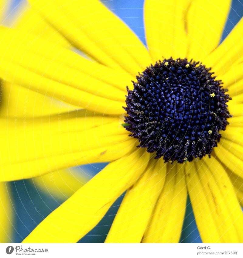 blackeye Button eyes Flashy Crazy Gaudy Multicoloured Two-tone Yellow Blue-yellow Flower Blossom Plant Valentine's Day Salutation Blossom leave Depth of field