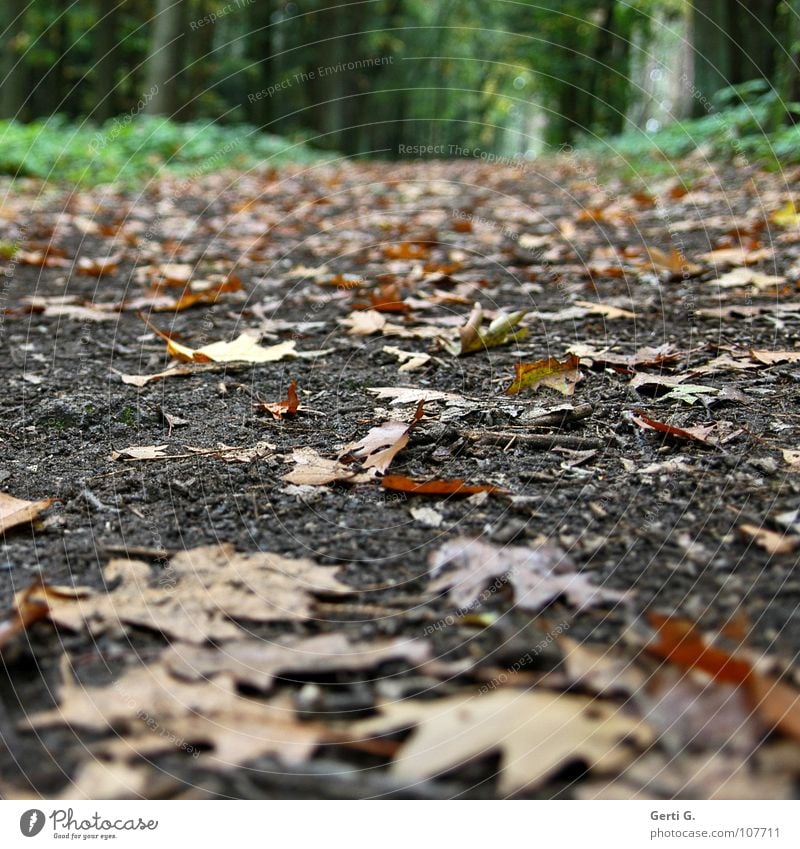 www Footpath Autumn Go up Incline Hill Forest Heathland Leaf To fall Woodground Edge of the forest Hiking Green Juicy Fresh Seasons Autumnal autumn picture