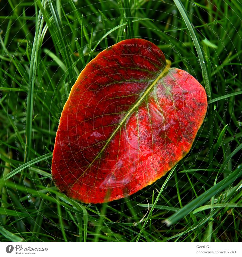 in the middle of autumn Leaf Red Green Autumn Grass Wisdom Grass green Rachis Multicoloured Two-tone Blade of grass Fresh Diagonal Fall down Line Muddled Middle