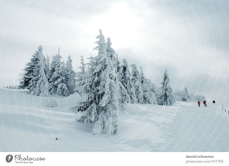 Christmas card 5 Tree Vacation & Travel Winter sports Winter vacation Black Forest Deep snow Powder snow Fir tree Hiking Gray Mysterious White Unclear