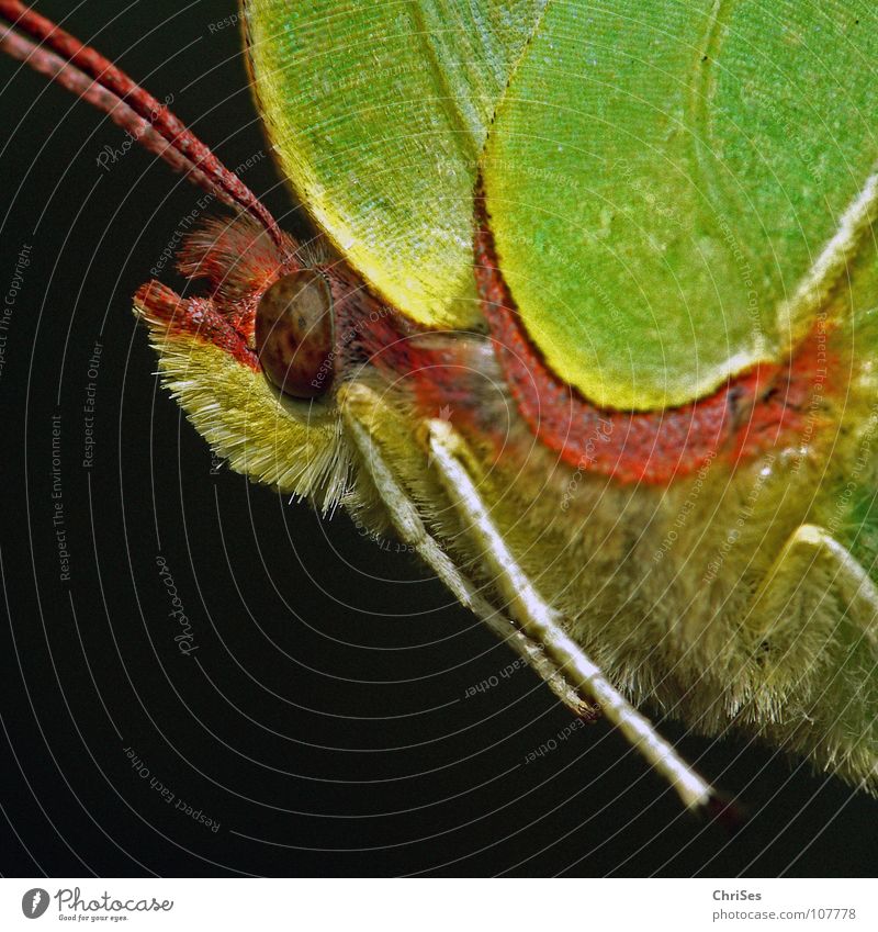 female lemon butterfly ( Gonepteryx rhamni ) Brimestone Summer Spring Butterfly Insect Yellow Green Animal Pieridae Back-light Northern Forest