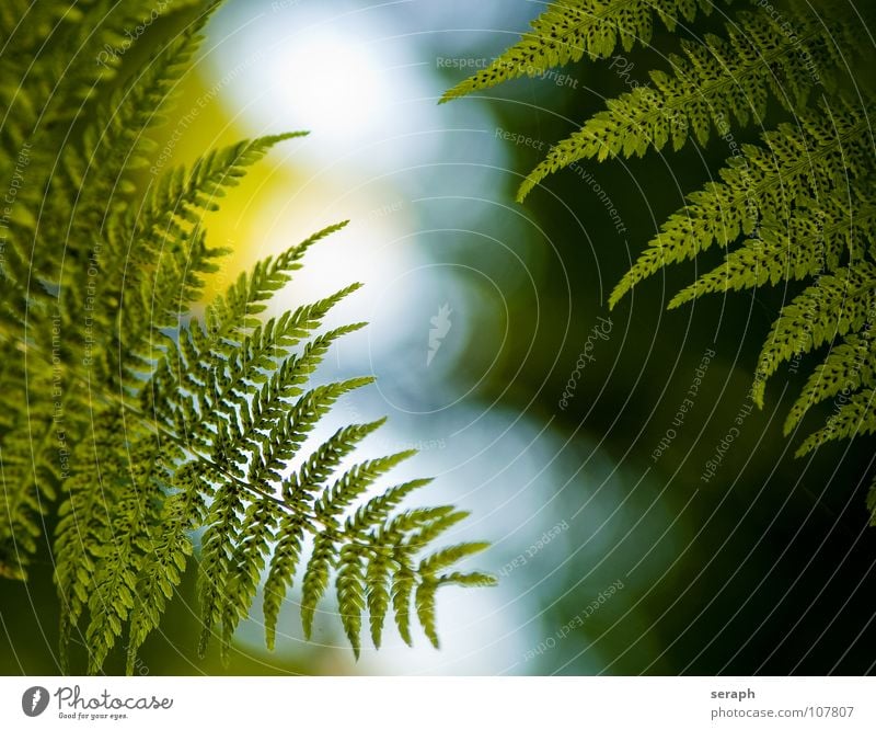 Fern Plants Pteridopsida Green Leaf royal fern spotted fern Nature Fern leaf Delicate Stalk Plumed Fresh Growth Botany Macro (Extreme close-up) Spore Natural