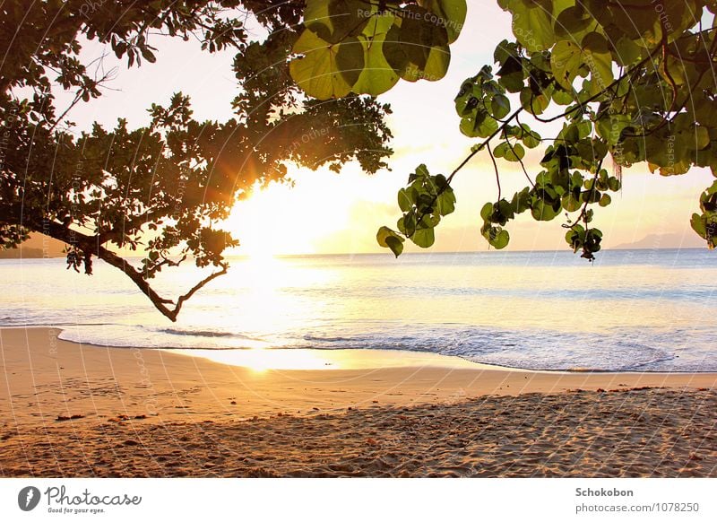 golden expanse Relaxation Calm Vacation & Travel Far-off places Sun Beach Ocean Nature Water Sunlight Tree Sand Natural Gold Warm-heartedness Wanderlust Energy