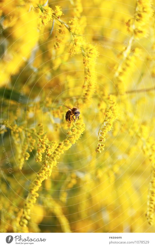 busy bee Nature Plant Flower Solidago canadensis Animal Wild animal Bee 1 Blossoming Flying Fragrance Natural Brown Yellow Green Spring fever Diligent