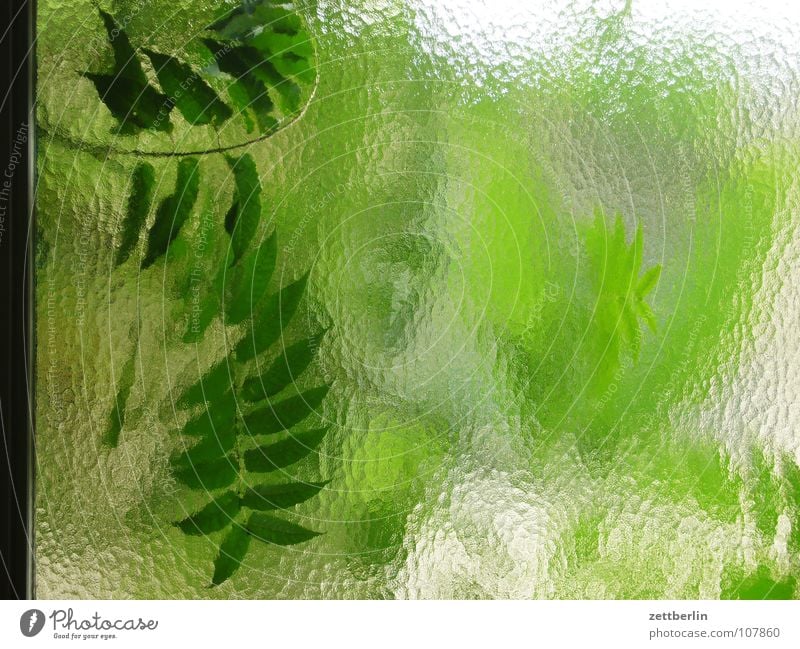 chamois {n} = chamois Leaf Window Green Transparent Translucent Background picture Foliage plant Oxygen Renewable raw materials Photosynthesis Detail Summer