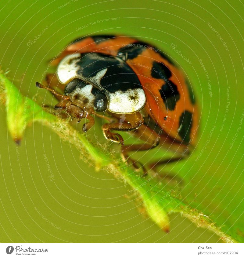 Asian ladybird_01 ( Harmonia axyridis ) Ladybird Insect White Crawl Green Red Black Animal Beetle Spring Summer Macro (Extreme close-up) Close-up