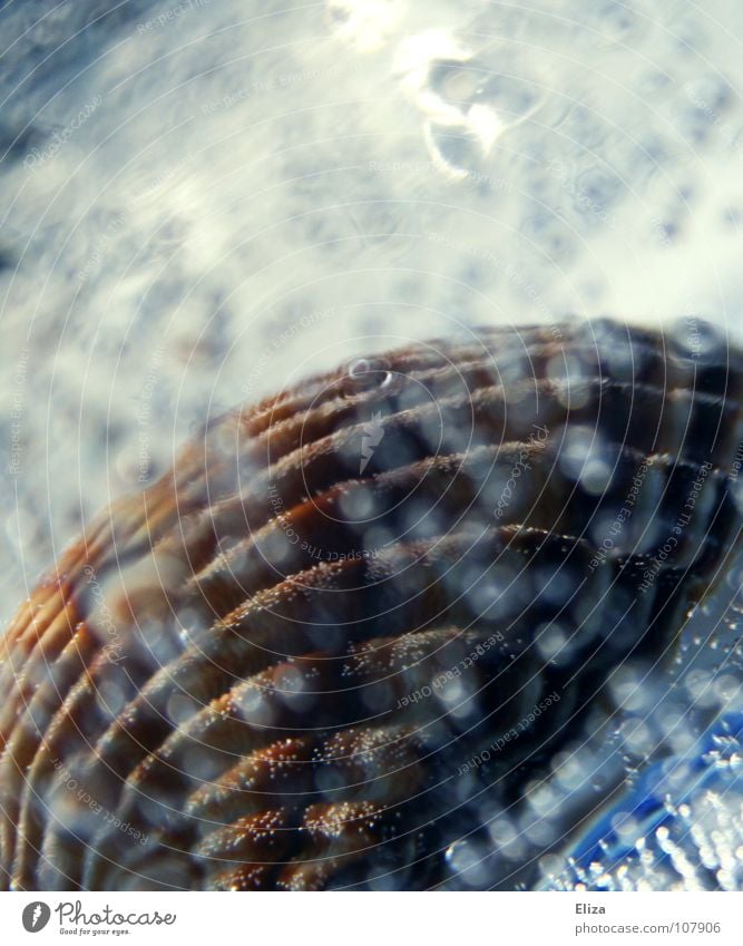 Underwater shot of a mussel Mussel Summer Water Ocean Vacation & Travel Bubble Bubbling already Decoration Reflection Beach Sand Souvenir Collection Hissing