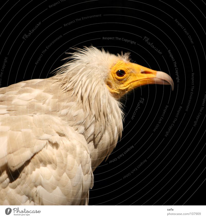 Buzzard Nature Animal Wild animal Bird Zoo 1 Yellow Iran Isfahan Asia canon buzzard Iranian Nose Head sleepy lazy Black Feather Beak White Colour photo