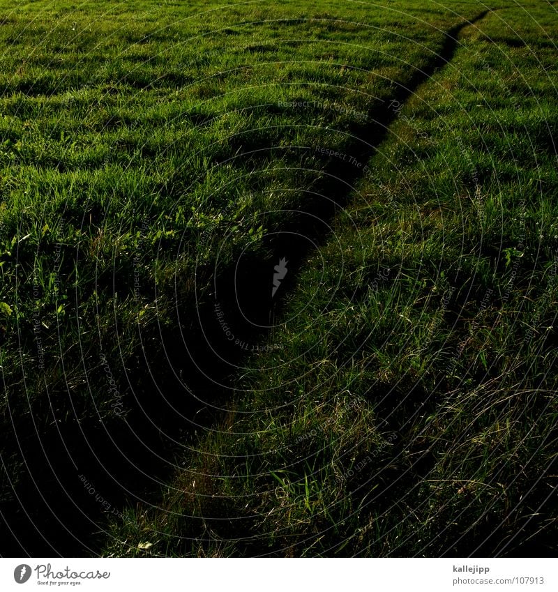 trails Footpath Future Hiking Meadow Tracks Roe deer Deer Farm Settlement Fog Morning fog Dew Drops of water Bad weather Fog bank Wild animal Field Loosen Plow