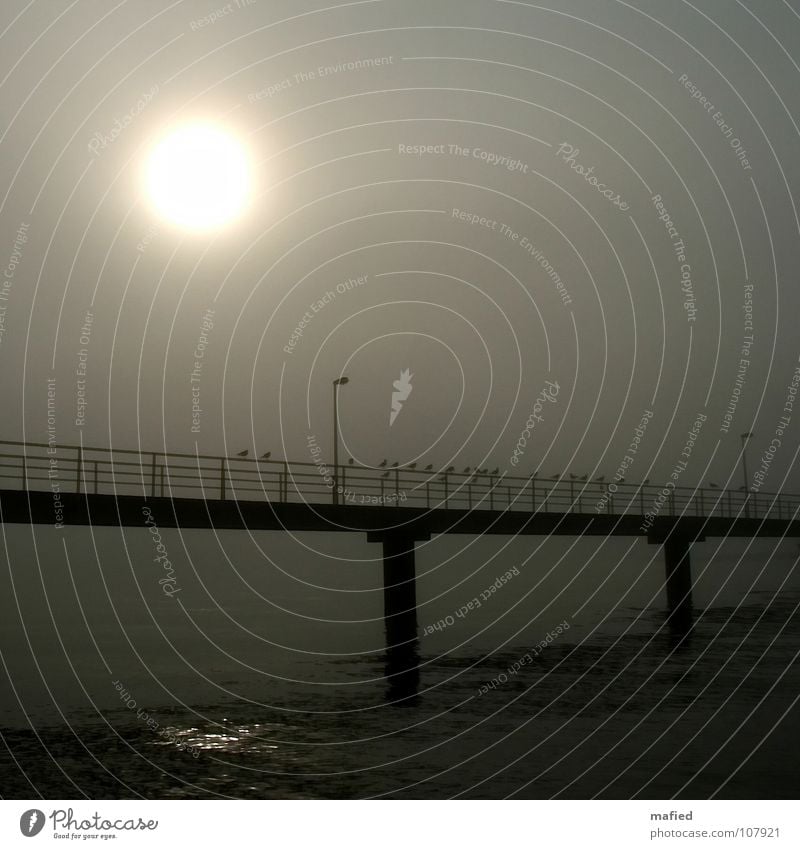 The way to the other shore Morning fog Ferry terminal Seagull Light Reflection Gray Black Calm Loneliness Beach Coast Sun Bridge fored steamer Handrail Shadow