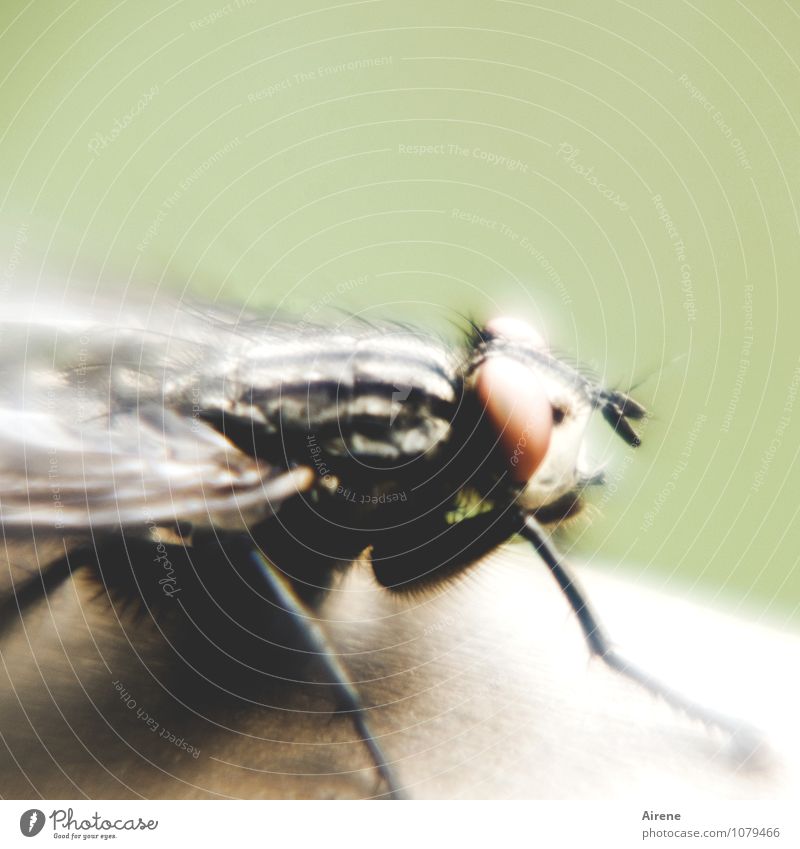 it flies, it flies... Deserted Animal Fly 1 Flying Sit Threat Disgust Creepy Green Black White Bizarre Hair Exceptional Strange Large Pests combative