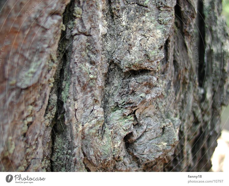 Bark of the tree 2 Tree Tree bark Nature Macro (Extreme close-up)