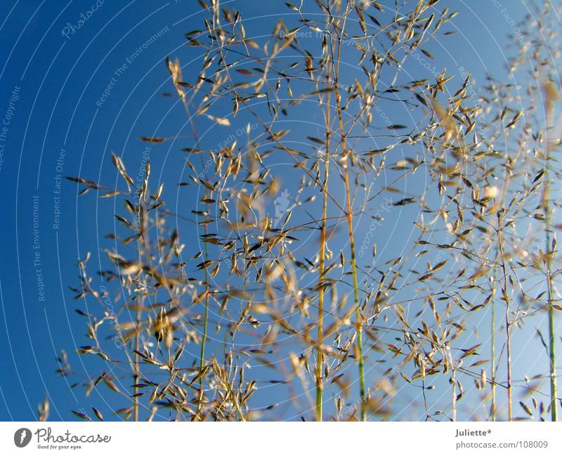 Grasses in autumn Delicate Autumn Multiple Simple Beautiful Blue Sky To go for a walk Many Harvest