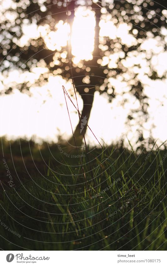 the grass is always greener on the other side Nature Plant Sunlight Autumn Beautiful weather Tree Grass Meadow Field Esthetic Bright Warmth Gold Green Grassland