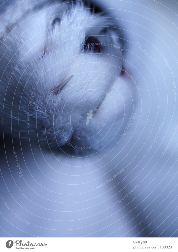 stinky fingers Cat Cat's paw Paw Claw Pelt Mammal Macro (Extreme close-up) Close-up