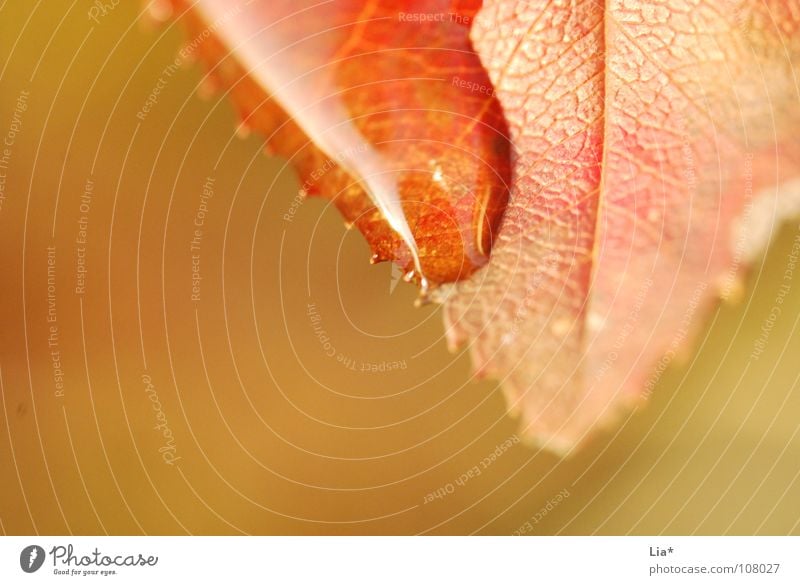 surface tension Close-up Macro (Extreme close-up) Blur Wellness Relaxation Calm Nature Water Drops of water Autumn Rain Tree Leaf Wet Surface tension Delicate