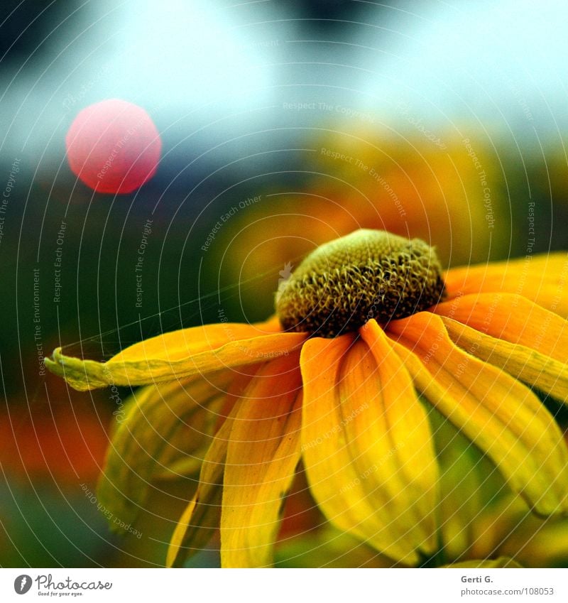 flower snapshot Flower Blossom Plant Blossom leave Yellow Sunflower Multicoloured Light Point of light Red Traffic light Spectral Photomagnetic Diffused light