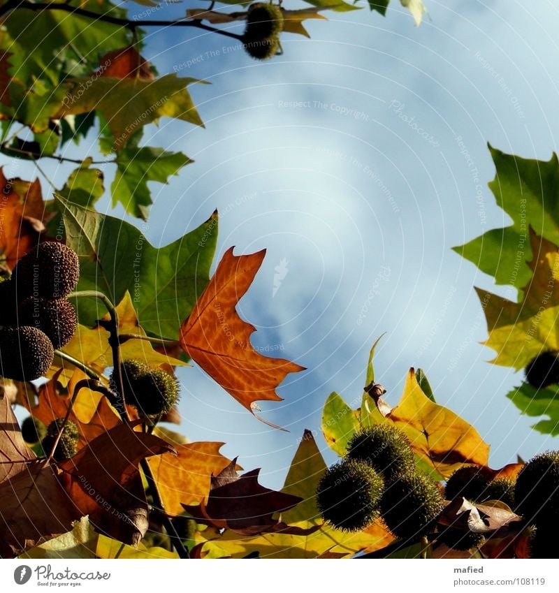 Who is now alone, it will stay for a long time* Autumn Leaf White Red Green Yellow Transience Calm Target Sky Sun maple-leaved plane tree Platanus acerifolia