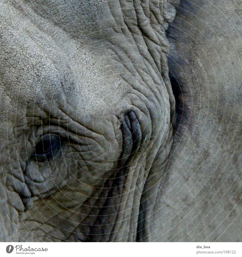 charming smile Elephant Gray Wrinkles Dirty Mammal pachyderms wrinkle Grinning Laughter anti-wrinkle cream Eyes