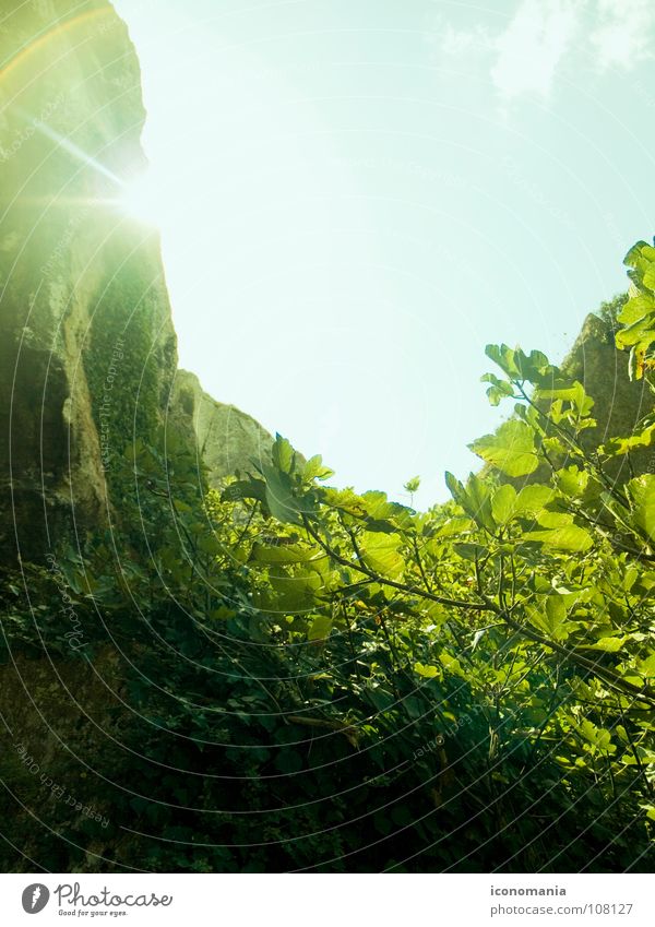 Menorca Sun Colour photo Exterior shot Day Sunbeam Back-light Mountain Sky Bushes Leaf Rock Green Patch of light Spain Europe Fig Lens flare